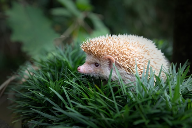 European hedgehog in natural garden habitat with green grass.