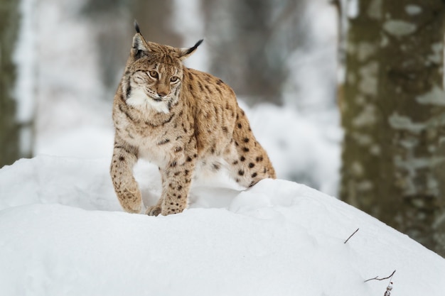 冬の雪に覆われた森のオオヤマネコ