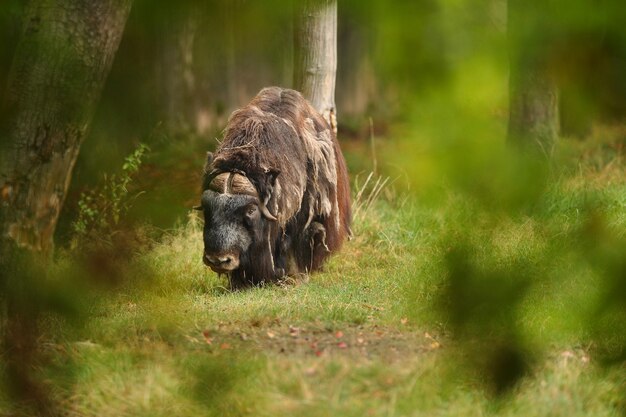 European muskox in the beautiful meadow