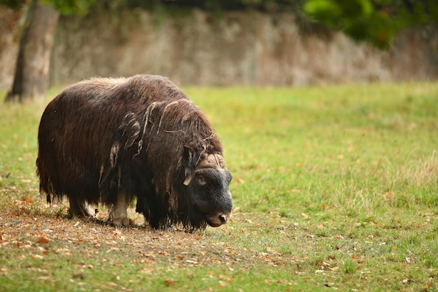 European muskox in the beautiful meadow