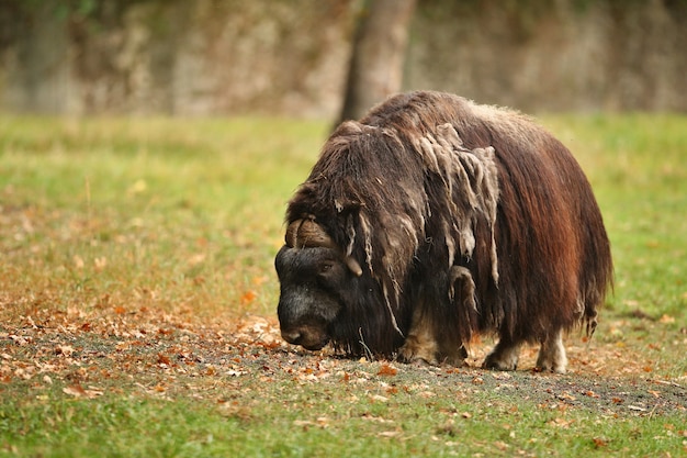 European muskox in the beautiful meadow