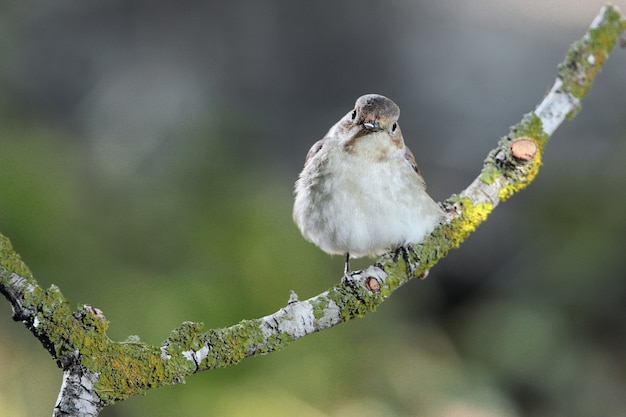 Foto gratuita european pied flycatcher ficedula hypoleuca, malta, mediterraneo