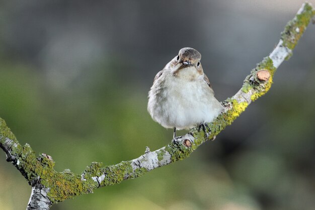 マダラヒタキFicedulahypoleuca、マルタ、地中海