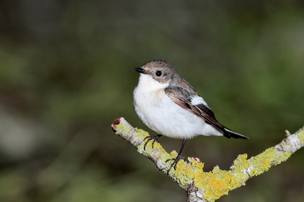 マダラヒタキFicedulahypoleuca、マルタ、地中海