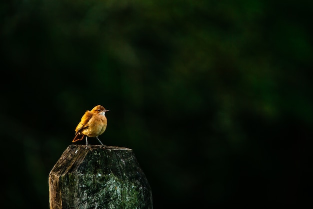 European robin standing on wood under the sunlight