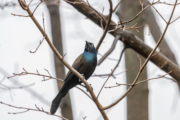 Free photo european starling on a tree branch with a blurred background