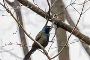 Free photo european starling on a tree branch