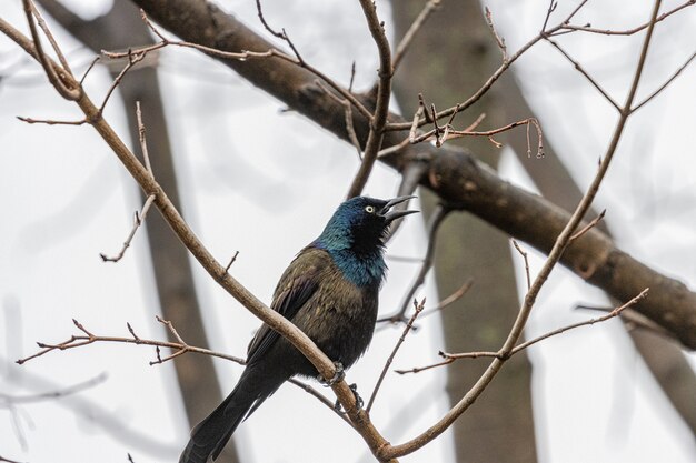 European starling on a tree branch