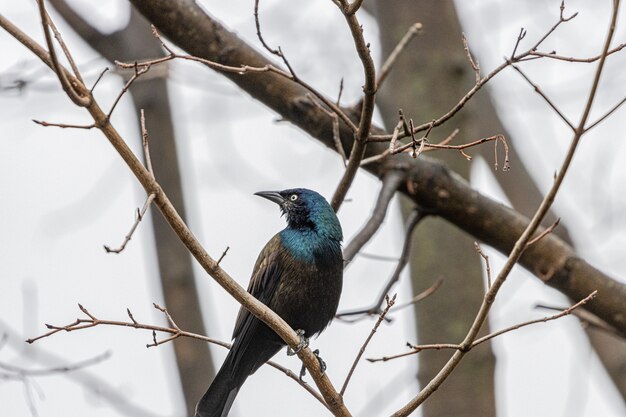 European starling on a tree branch