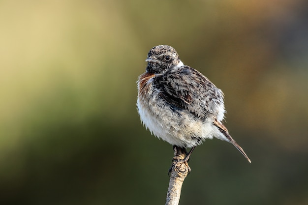 European stonechat Saxicola rubicola, Malta, Mediterranean