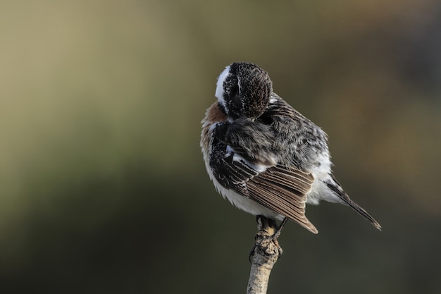 European stonechat Saxicola rubicola, Malta, Mediterranean