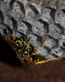 The european wasp builds a nest to create a new colony. aspen nest of a paper wasp. wild paper wasp building a nest next to a man, vertical frame