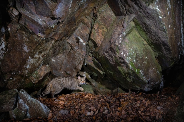 Foto gratuita gatto selvatico europeo in un bellissimo habitat naturale