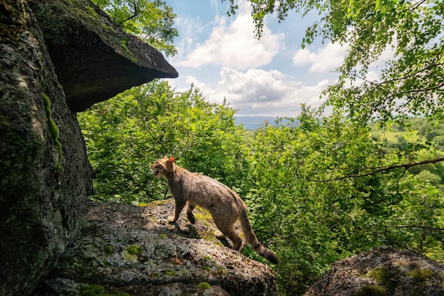 European wildcat in beautiful nature habitat