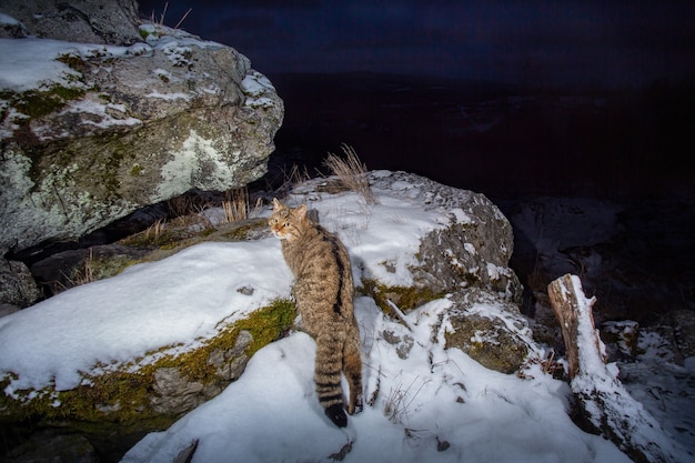 Европейская дикая кошка в красивой природной среде обитания