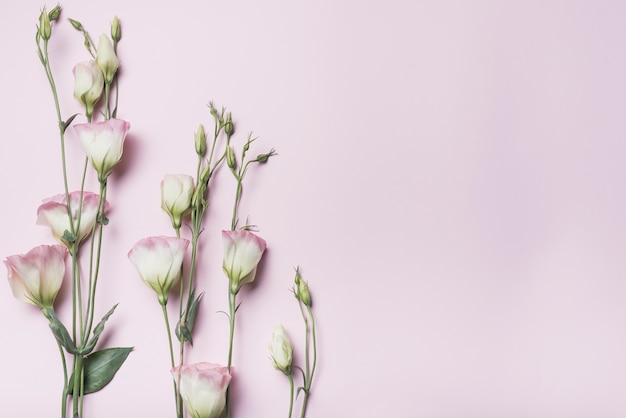 Eustoma flower twigs on pink background