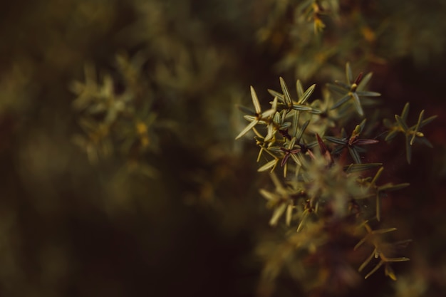 背景をぼかした写真の常緑針葉樹