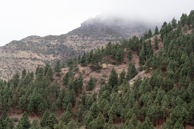 Evergreen forest growing on mountain coast