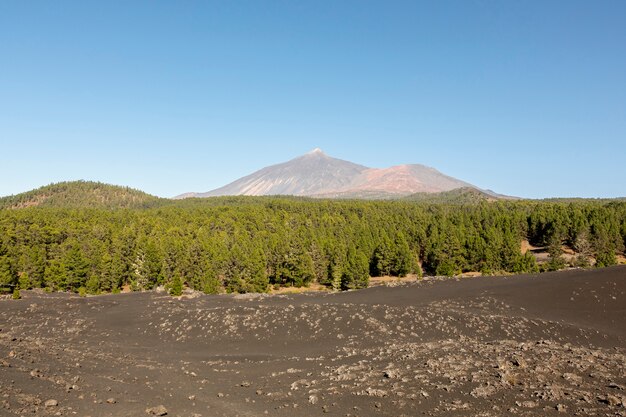 背景に山と常緑樹林