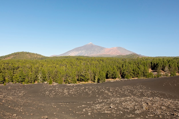 背景に山と常緑樹林