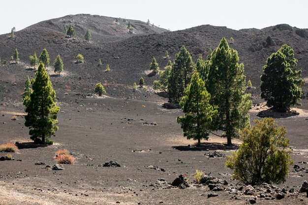 Alberi sempreverdi che crescono su terreno vulcanico