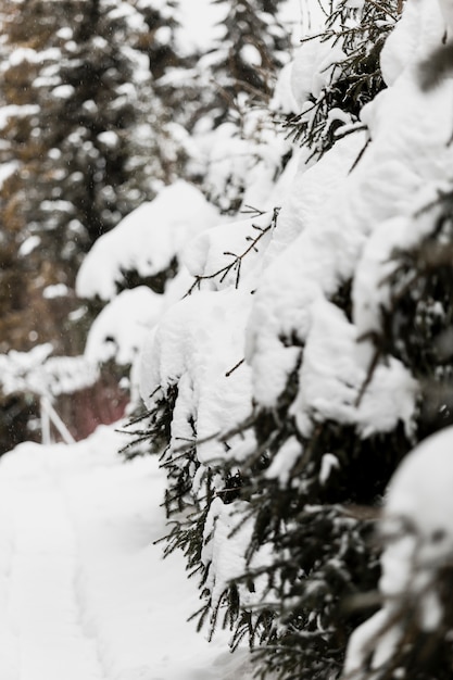 Бесплатное фото Вечнозеленые деревья в снегу