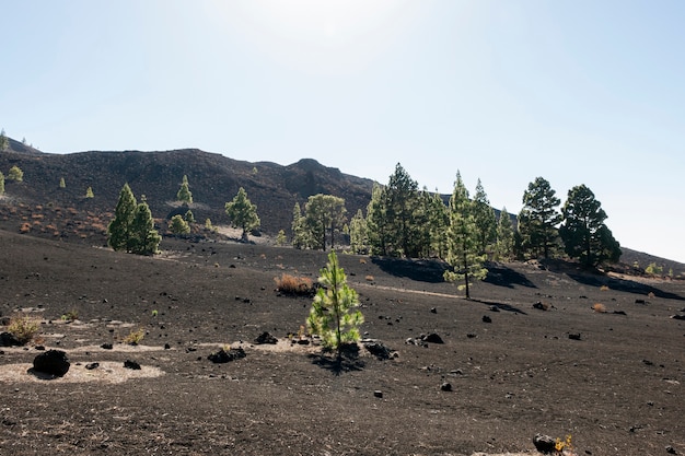 Evergreen trees on volcanic soil