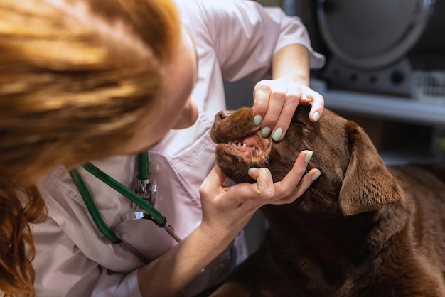 獣医の診察で若い美しい女性獣医が屋内の獣医クリニックでチョコレートラブラドールを診察します