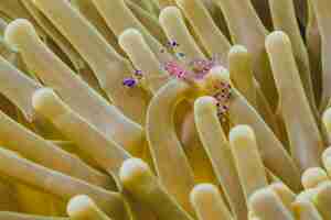 Free photo exoctic prawn on a anemone