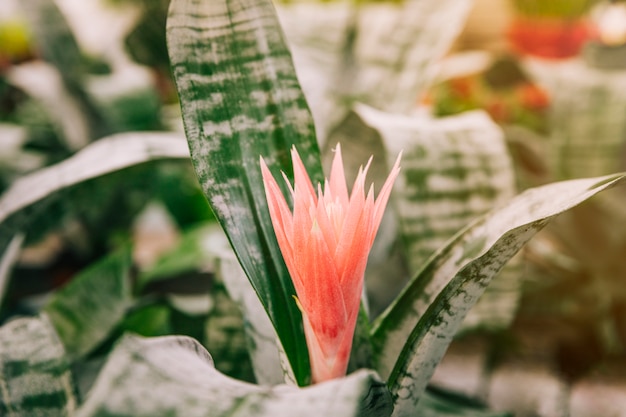 Exotic aechmea fasciata bromeliad plant with beautiful flower