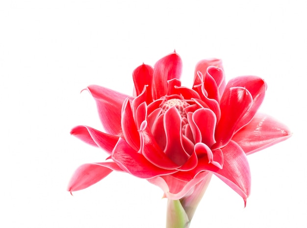 exotic beauty blossom etlingera single