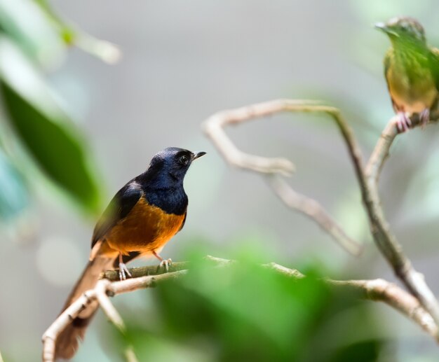 Exotic bird - white-rumped shama