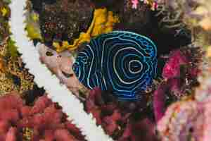 Free photo exotic blue fish in wildlife