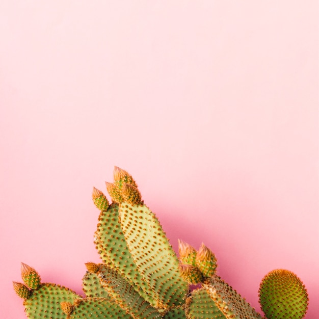 Foto gratuita pianta di cactus esotica su sfondo semplice