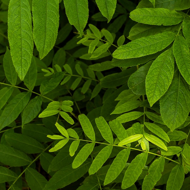 Экзотическая листва и растения