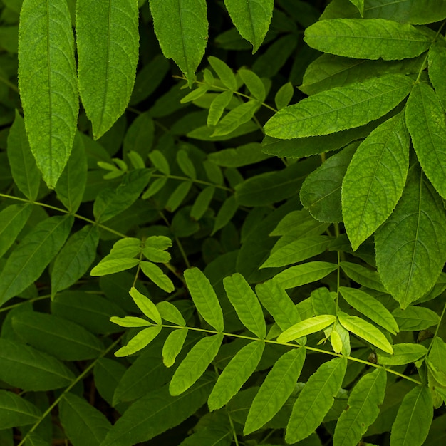 Exotic foliage and plants