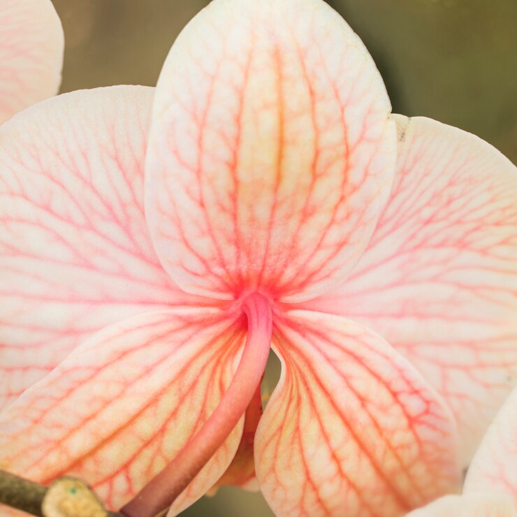 Free Photo exotic fresh pink bloom
