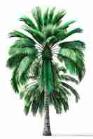 Free photo exotic green palm tree isolated on white background