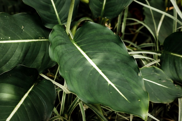 Free photo exotic green plants top view