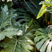 Free photo exotic greenery and plants
