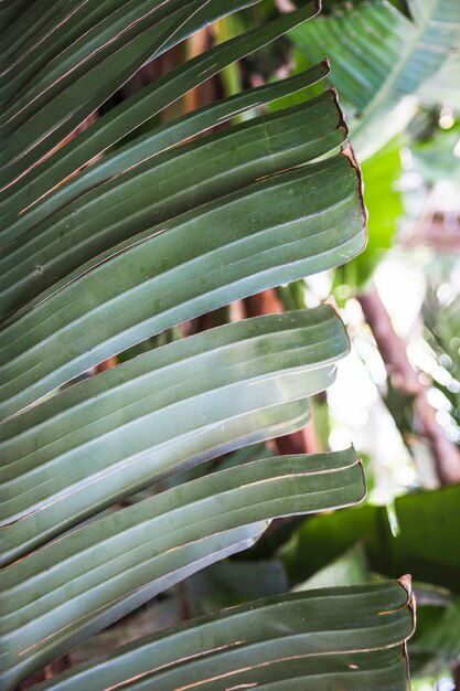 Exotic leaf with dry ends