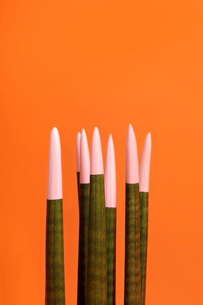 Exotic leaves with pink tips still life