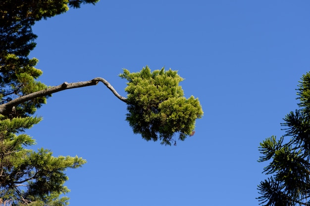 exotic pine branches in blue sky background