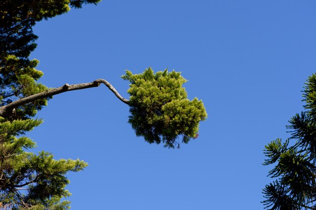 exotic pine branches in blue sky background