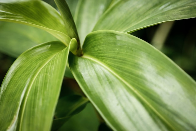 Exotic plant closeup