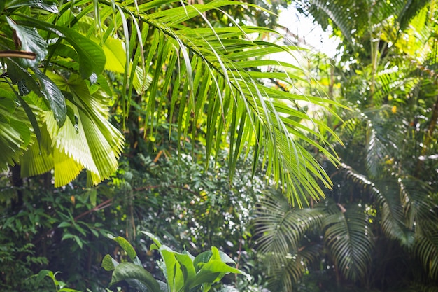 Экзотическая тропическая листва в тропическом лесу