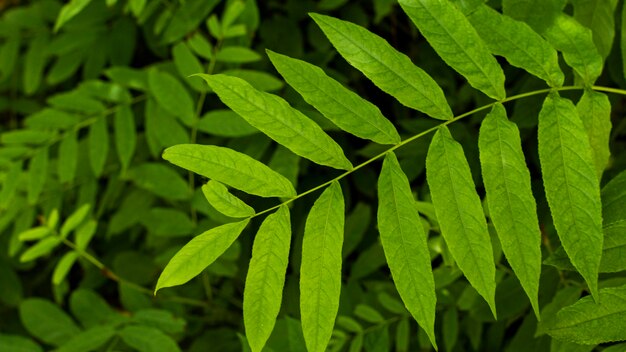 Exotic verdure and plants