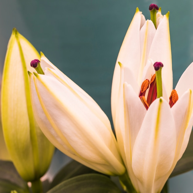 Exotic white bloom buds