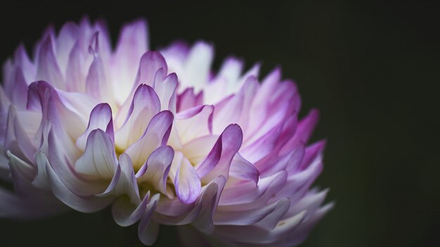 エキゾチックな白と紫の花