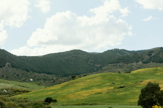 Extra long shot peaceful landscape with trees